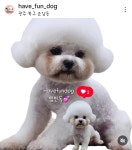 햅번독