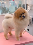 오몽 애견미용실