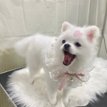 솔펫애견미용놀이터