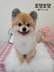 포댕포댕