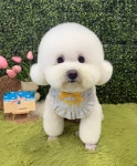 어썸펫 수원정자점
