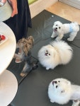 카페소풍 애견유치원&애견호텔&애견돌봄