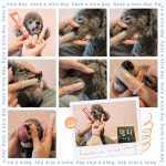 하이애견호텔&유치원&그루밍