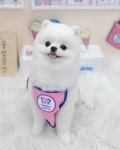 꿀멍꿀멍