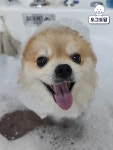도그도담