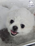 도그도담