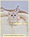창원고양이분양 퍼스트캣 창원점