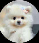 야옹아멍멍해봐 제천점