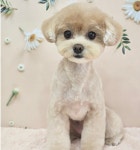 와따몽