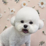 와따몽