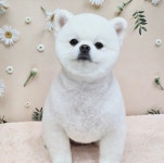 와따몽