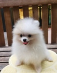 청주강아지분양 애견입양 애견미용 바른펫
