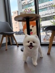 정쌤펫살롱