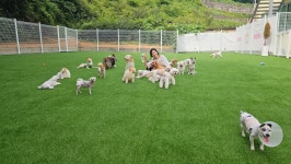 스토리멍 여수애견호텔 여수애견유치원