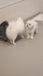 베리독하우스 애견유치원 & 애견호텔 부천점