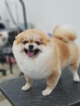 삼둥이네 pet salon