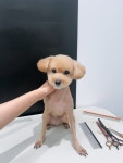 플러플리 FLUFFLY