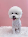 우쭈쭈플렉스 애견미용