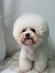 삼둥이네 pet salon