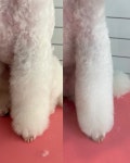 햇살그루밍 애견미용실