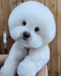 룰루랄라애견미용실