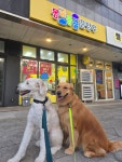[ 구몽가개 ] 소규모 대형견 유치원 / 호텔링