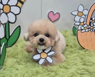 아토 강아지미용실
