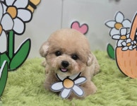 아토 강아지미용실