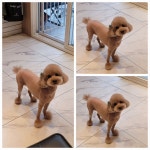 올댓독애견미용실