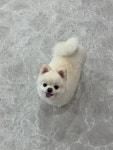 깔끔하개