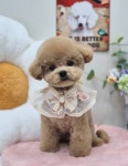 아토 강아지미용실