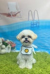 쁘띠멍
