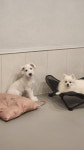 베리독하우스 애견유치원 & 애견호텔 부천점