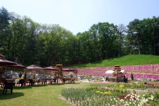 더스프링시니어