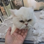 냥이댕이