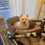 냥이댕이