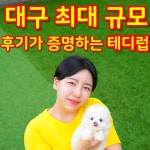 대구강아지분양 테디럽