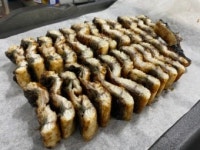 동진강민물장어