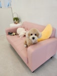 그루밍츄