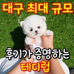 대구강아지분양 테디럽