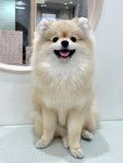 산뜻하개