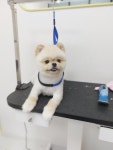 굿데이멍 애견미용실