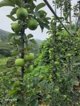 소양강사과착한농원 | 소양강황금사과농원
