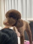 나나애견미용실