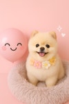 콩원장 댕댕묭실