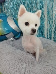 콩원장 댕댕묭실