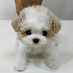 퍼피럽 강아지분양 고양이분양 군산본점