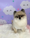 르블랑펫살롱 배곧점