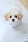 댕글하우스