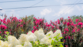 농업회사법인 다원식물원